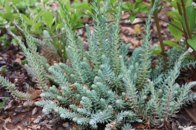 sedum